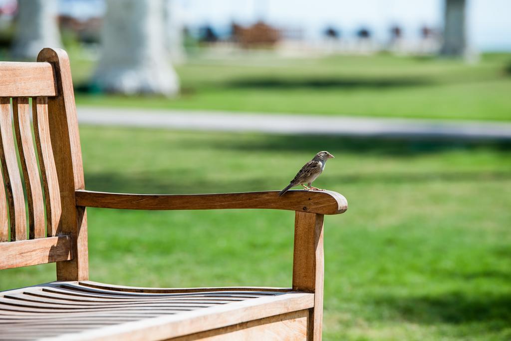 Sealine Beach, A Murwab Resort Mesaieed Luaran gambar A sparrow on a bench
